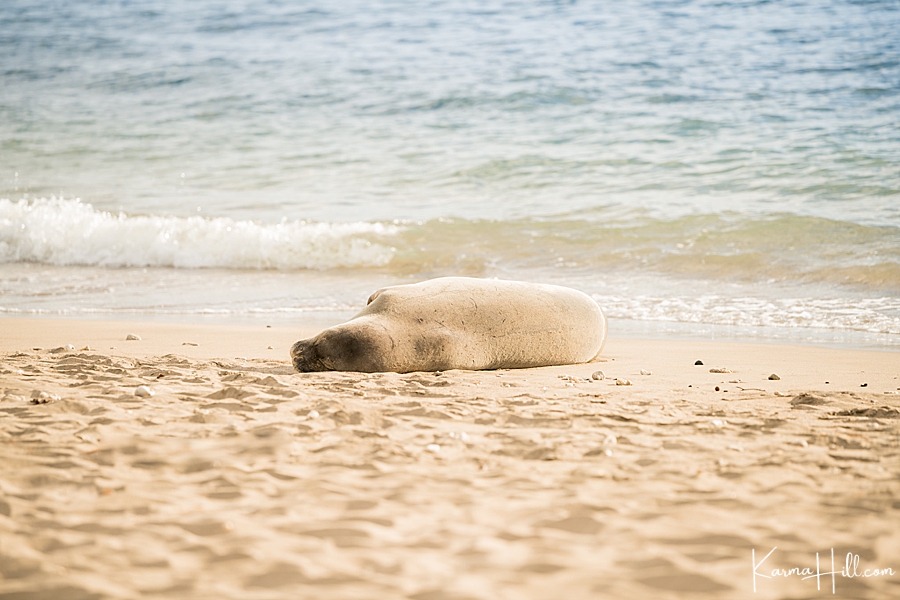 monk seal basking in the sun on a maui beach 